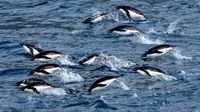 Adelie Penguins in the open water