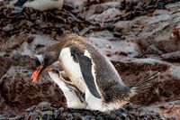 Gentoo Penguin Mother and Chick 