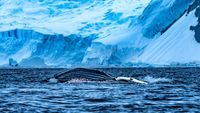 Humpback Whale Krill feeding