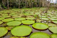 Amazon Giant Water Lily