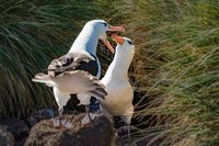 Albatross Couple
