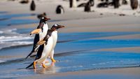 Gentoo Penguins Leopard Beach Carcass Island