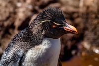Rockhopper Penguin Westpoint Island