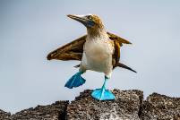 Blue footed Booby Dance