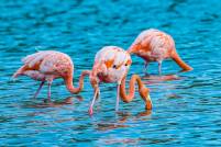 Flamingos at Floreana