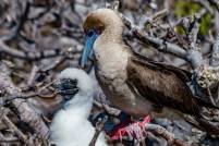 Red footed Booby and Chick