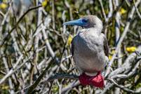 Red footed Booby