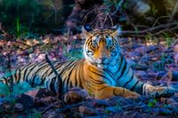 Tiger at Sunset