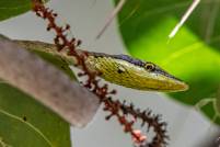 Bejuquillo Snake