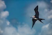 Frigate Bird in Flight