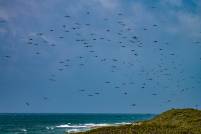 Frigate Birds Colony
