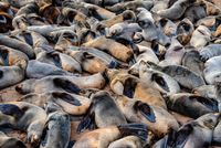 Seals Skeleton Coast