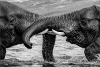 Elefant Wrestling