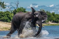 Elefant storms into the River