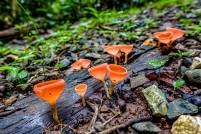 Mushrooms Metropolitan National Park 