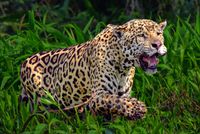 Jaguar Scarface