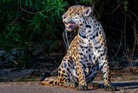 Jaguar Sunbath