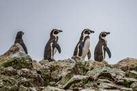 Humbold Penguins