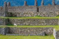 Machu Picchu Wall and Alpaka