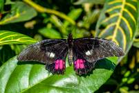 Tambopata Butterfly
