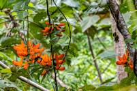 Tambopata Jungle Flowers