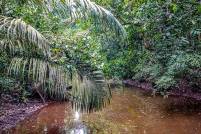 Tambopata Jungle Waterhole