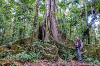 Tambopata Large Tree