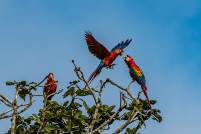 Tambopata Scarlet Macaw Discussion