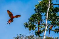 Tambopata Scarlet Macaw landing Phase