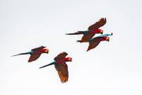 Tambopata Scarlet Macaws