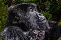 Gorilla Mother and Child