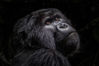 Mountain Gorilla Portrait