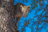Curious Leopard 