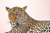 Leopard Portrait Kopie