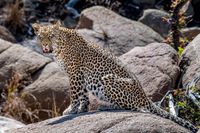 Leopard Rock Pose