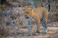 Leopard Walk