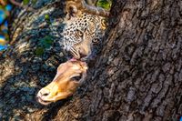 Leopard and Impala Head
