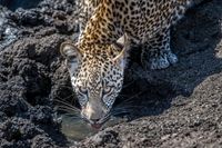 Leopard at a Waterhole