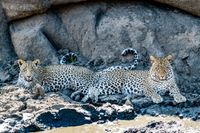 Two Leopards MalaMala