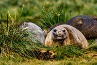 Elephant Seal in Tussok Gras 
