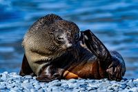 Fur Seal in Husvik