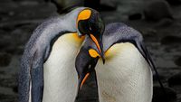 King Penguins in Love