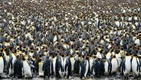 Salisbury Plain huge Kinge Penguin Colony
