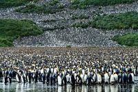 Salisbury Plain King Penguin Colony