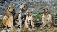 Baboon Family Life