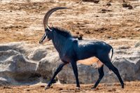 Black Sable Antilope