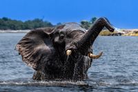 Elefant in the River