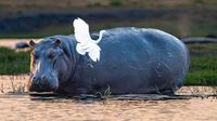 Hippo and Egret