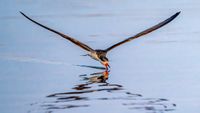 Skimmer at Work