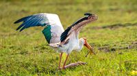 Stork with Catch